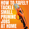 DIY Tree Pruning: How to Safely Tackle Small Pruning Jobs at Home